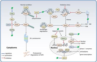 Nrf2-mediated therapeutic effects of dietary flavones in different diseases